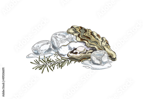 Oyster shells on ice with rosemary hand drawn vector illustration isolated.
