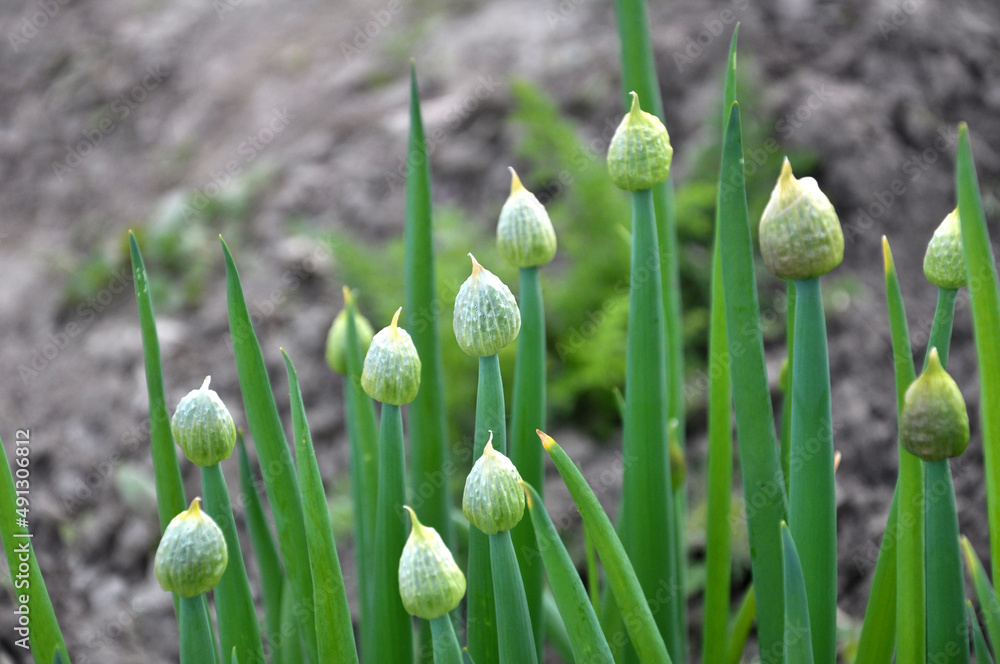 Spring in the garden grows young green onions Spring in the garden grows young green onions