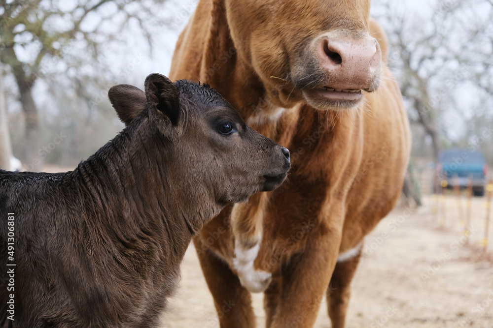 Fototapeta premium Longhorn calf with cow chewing cud on farm close up.