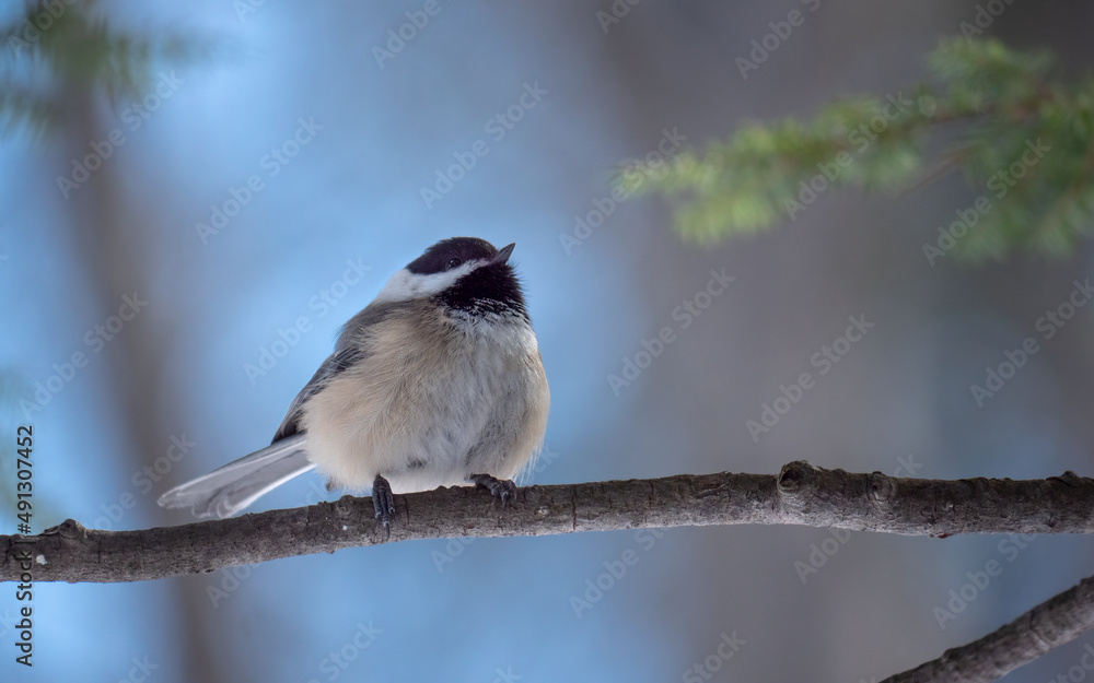 Naklejka premium Portait of a black-capped chickadee