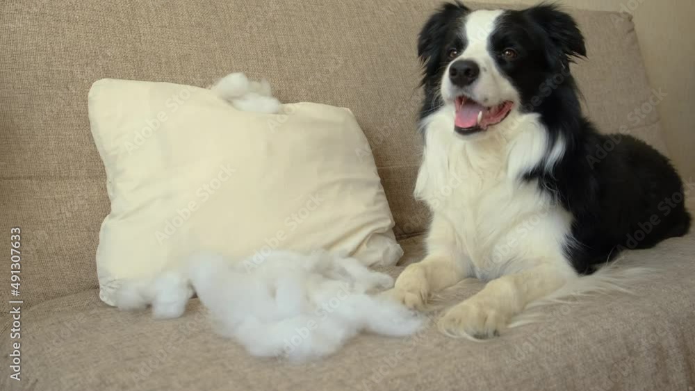 Naughty playful puppy dog border collie after mischief biting pillow lying on couch at home. Guilty dog and destroyed living room. Damage messy home and puppy with funny guilty look Naughty playful puppy dog border collie after mischief biting pillow lying on couch at home. Guilty dog and destroyed living room. Damage messy home and puppy with funny guilty look