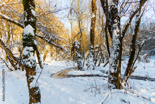 Wallpaper Mural Winter in the middle of forest Torontodigital.ca