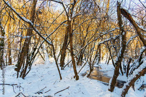Wallpaper Mural Winter in the middle of forest Torontodigital.ca
