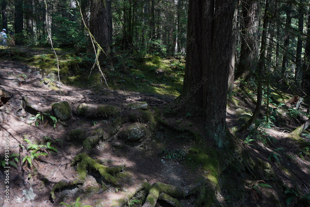 Naklejka premium リンバレー ノースバンクーバー 森 森林浴 ハイキング カナダ 夏休み トレッキング 渓谷