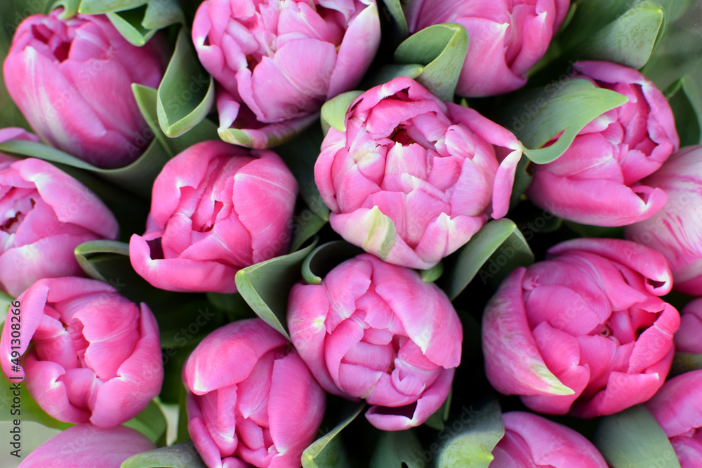 Beautiful peony pink spring tulips are sold at the flower market on March 8th Beautiful peony pink spring tulips are sold at the flower market on March 8th