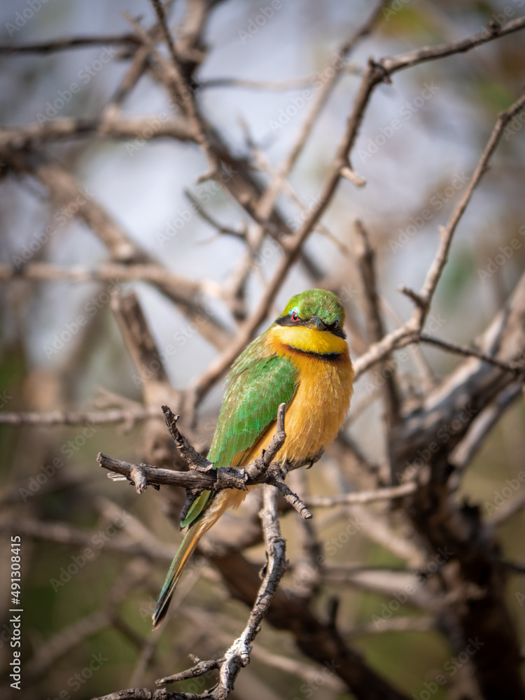 colorful bird bee eater