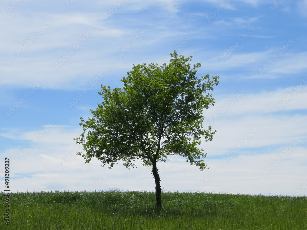Obraz premium Beau chêne au feuillage vert tendre isolé dans un champ un beau jour de printemps