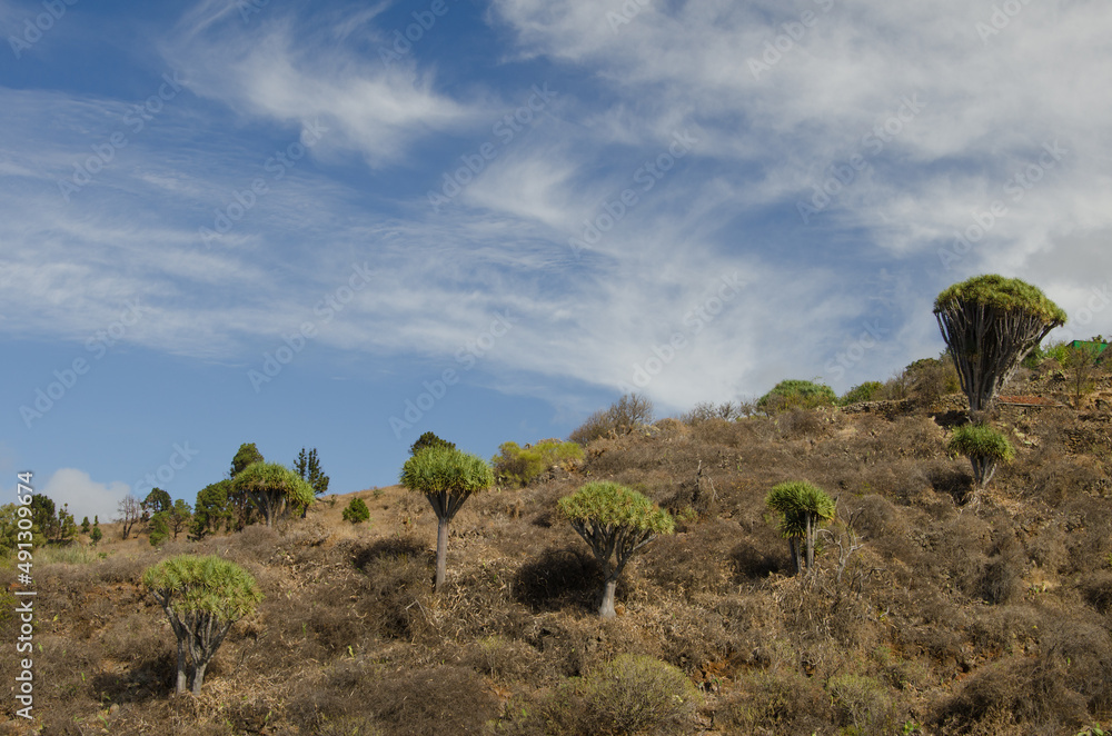 Slope with Canary Islands dragon trees Dracaena draco and clouds. Buracas. Garafia. La Palma. Canary Islands. Spain.