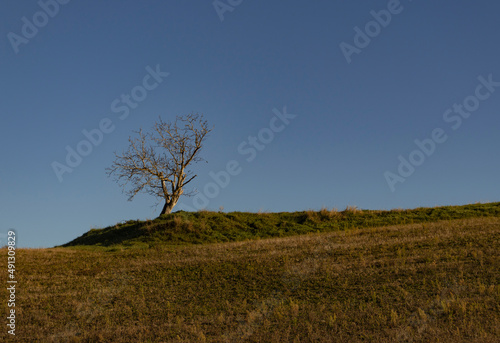 Arbre biscornu isolé sur une colline dans la campagne un beau jour d'hiver