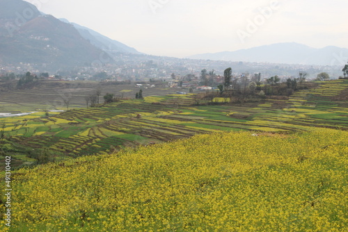 the rice fields and mustard plants almost ready for harvest