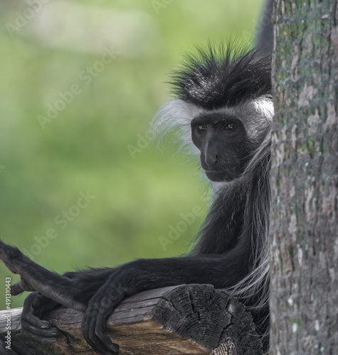 Black and white Angola colobus - Colobus angolensis - is a primate species of Old World monkey belonging to the genus Colobus. looking left from behind a tree photo