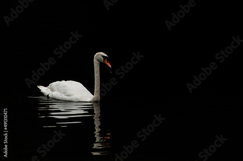 Fototapeta Naklejka Na Ścianę i Meble -  Swan dripping water off beak with black background