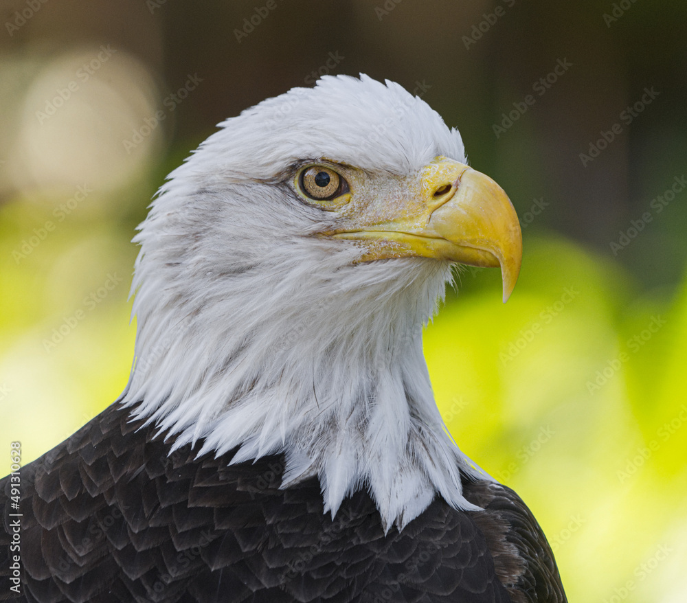 Fototapeta premium american bald eagle