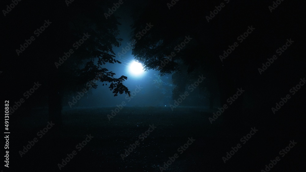 Fototapeta premium moon and tree