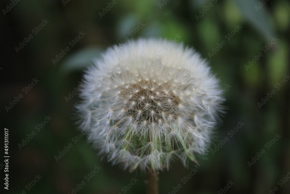 dandelion head