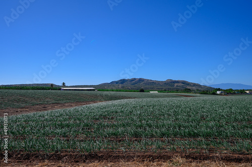 Onion plantation, onion field in the Dominican Republic on a sunny day