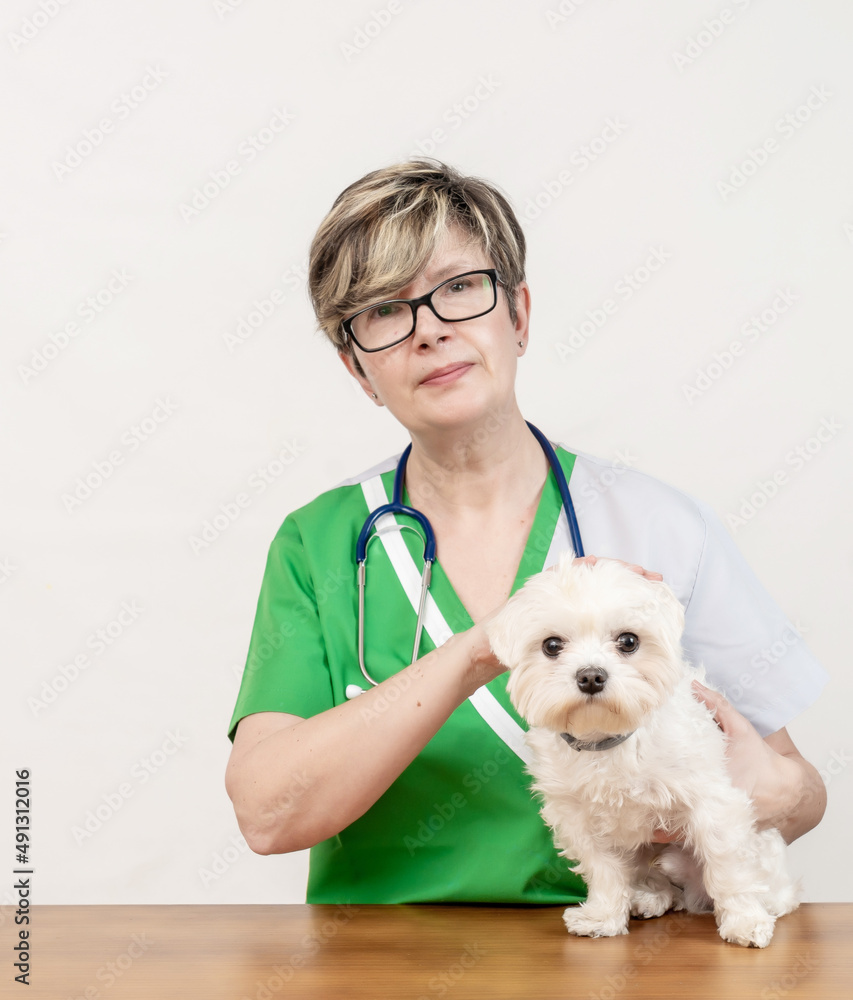 En el veterinario con mi perro Guss, Bichon Maltes blaco En el veterinario con mi perro Guss, Bichon Maltes blaco