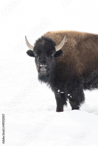 American Bison In Winter