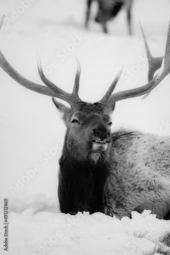 Rocky Mountain Elk Aginst a Snowy Background