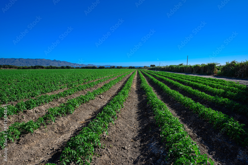 Tomato plantation, tomato cultivation field in Dominican Republic on sunny day. Tomato plantation, tomato cultivation field in Dominican Republic on sunny day.