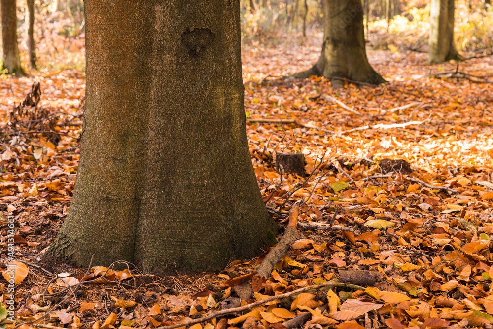 Autumn in the forest, thick tree trunk and leaves on the ground. Autumn in the forest, thick tree trunk and leaves on the ground.
