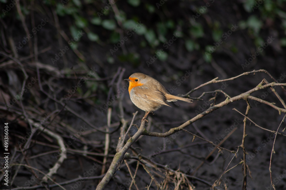 Red robin on the branch