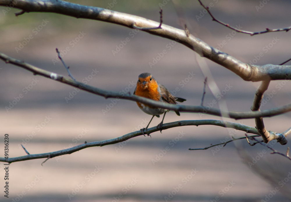 Red robin bird Red robin bird