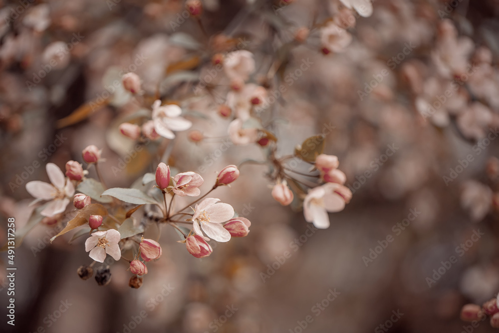 Różowo kwitnące drzewo dzikiej wiśni w wiosennym ogrodzie. Delikatne płatki kwiatów wiosennego drzewa.	 - obrazy, fototapety, plakaty 