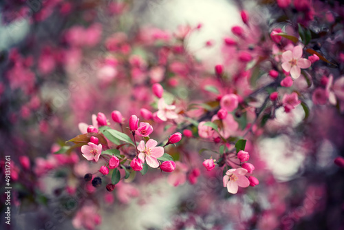 Różowo kwitnące drzewo dzikiej wiśni w wiosennym ogrodzie. Delikatne płatki kwiatów wiosennego drzewa. photo
