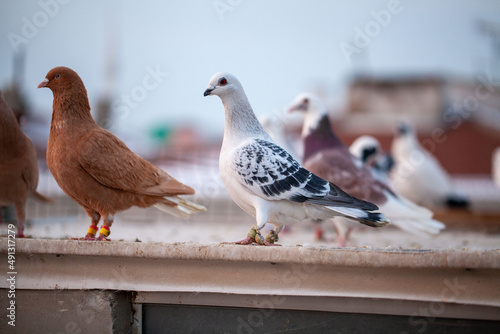 Fancy oriental pigeons. Pigeon breeding is very popular among the oriental countries. 