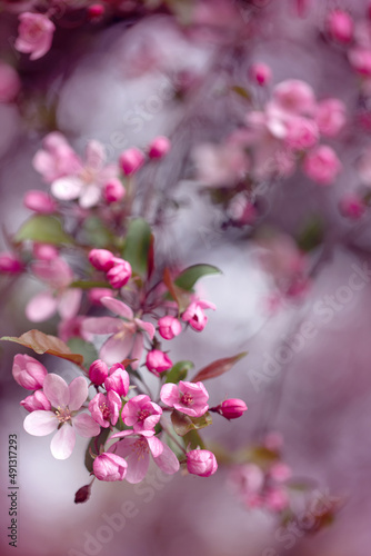 Fototapeta Naklejka Na Ścianę i Meble -  Kolorowe kwiaty dzikiej wiśni, ujęcie z bliska, rozmyte tło