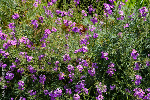Fototapeta Naklejka Na Ścianę i Meble -  Pretty Purple Wild Flowers