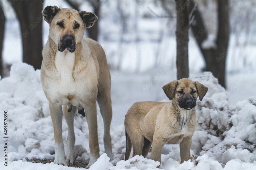 Two Turkish shepherd dogs on the snow. Mother and her son on the snow. Turkish shepherd dog Kangal. Two Turkish shepherd dogs on the snow. Mother and her son on the snow. Turkish shepherd dog Kangal.