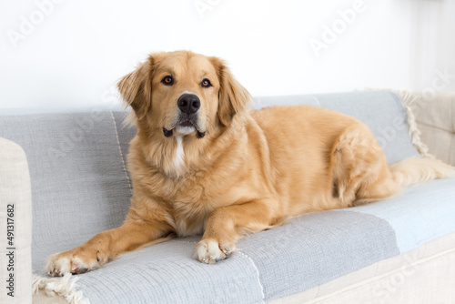 Selective focus horizontal portrait of stunning yellow Bernese Mountain Dog mixed with Pyrenean Mountain Dog lying down on couch looking up with hopeful expression