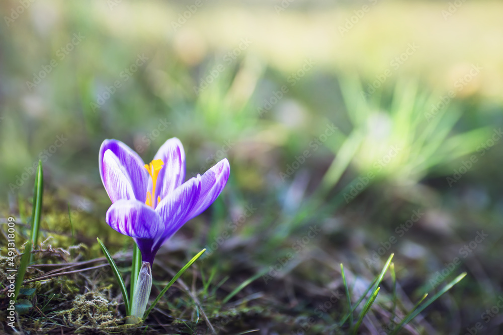 Krokus erwacht und blüht morgens im Garten Krokus erwacht und blüht morgens im Garten