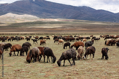 sheeps and rams are grazing on the plateau. Landscape with sheeps and mountains.