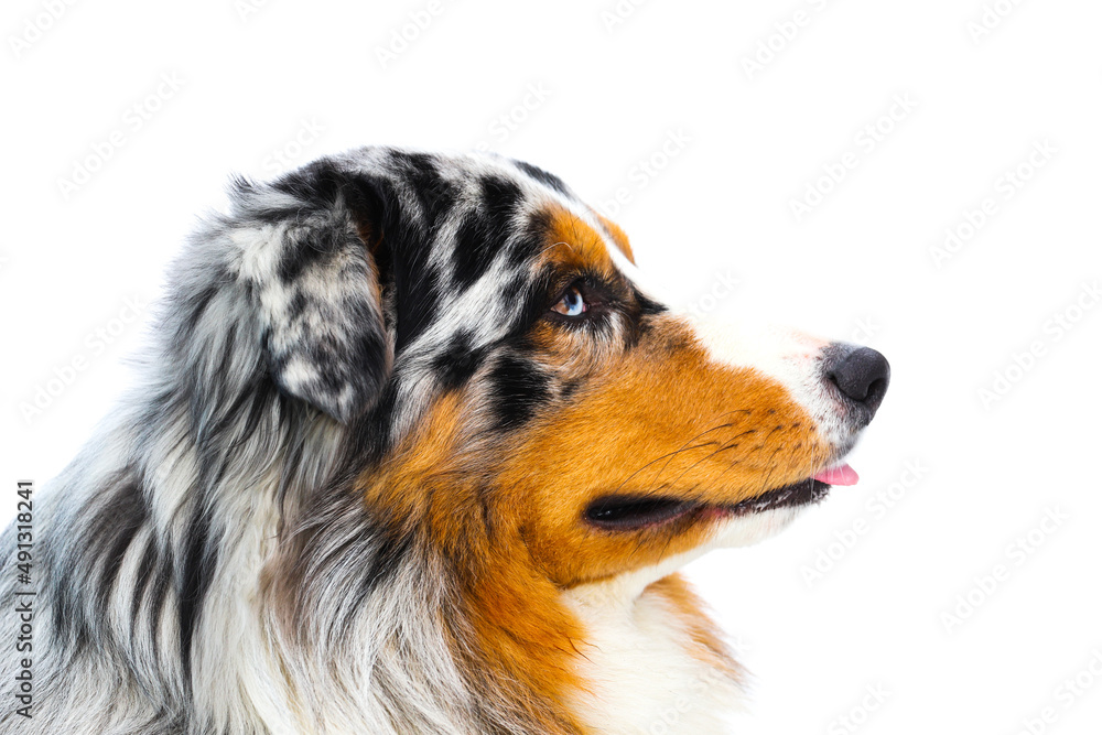 profile of an Australian shepherd on a white background looking away profile of an Australian shepherd on a white background looking away