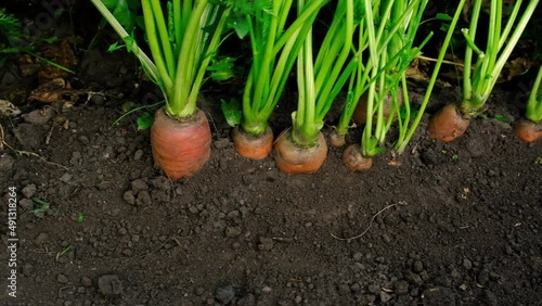 Carrots grow in the garden. Selective focus.
