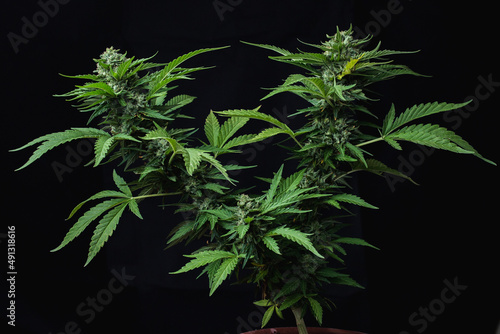 Tableau sur toile green leaves and buds from a marijuana plant
