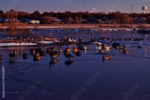 Waterfowl in Winter, Cold Morning at South East City Park Public Fishing Lake, Canyon, Texas, Winter of 2021.
