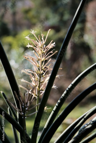 White flowers of Bow Hemp - Sansevieria cylindrica photo