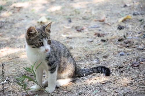 small street playful kitten grey white, minimalism