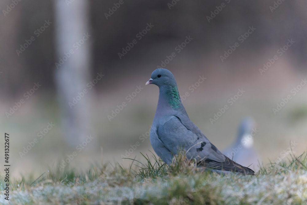Columba oenas Stock Dove in close view on ground in frozen grass