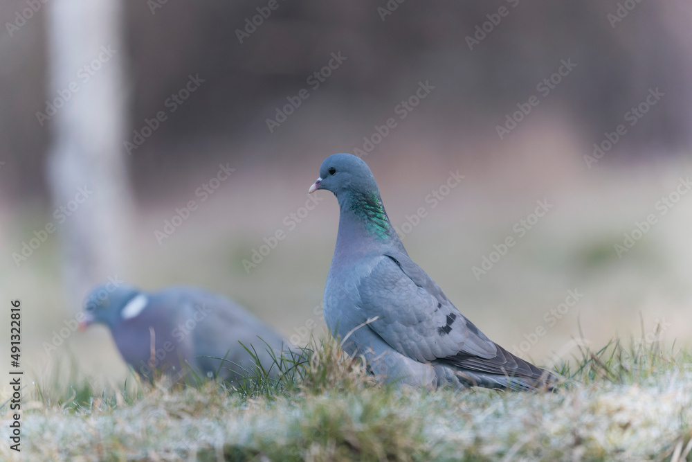 Columba oenas Stock Dove in close view on ground in frozen grass Columba oenas Stock Dove in close view on ground in frozen grass