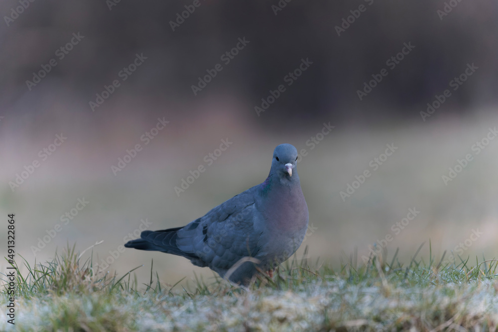 Fototapeta premium Columba oenas Stock Dove in close view on ground in frozen grass