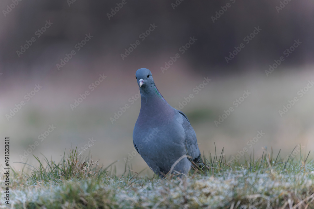 Columba oenas Stock Dove in close view on ground in frozen grass Columba oenas Stock Dove in close view on ground in frozen grass