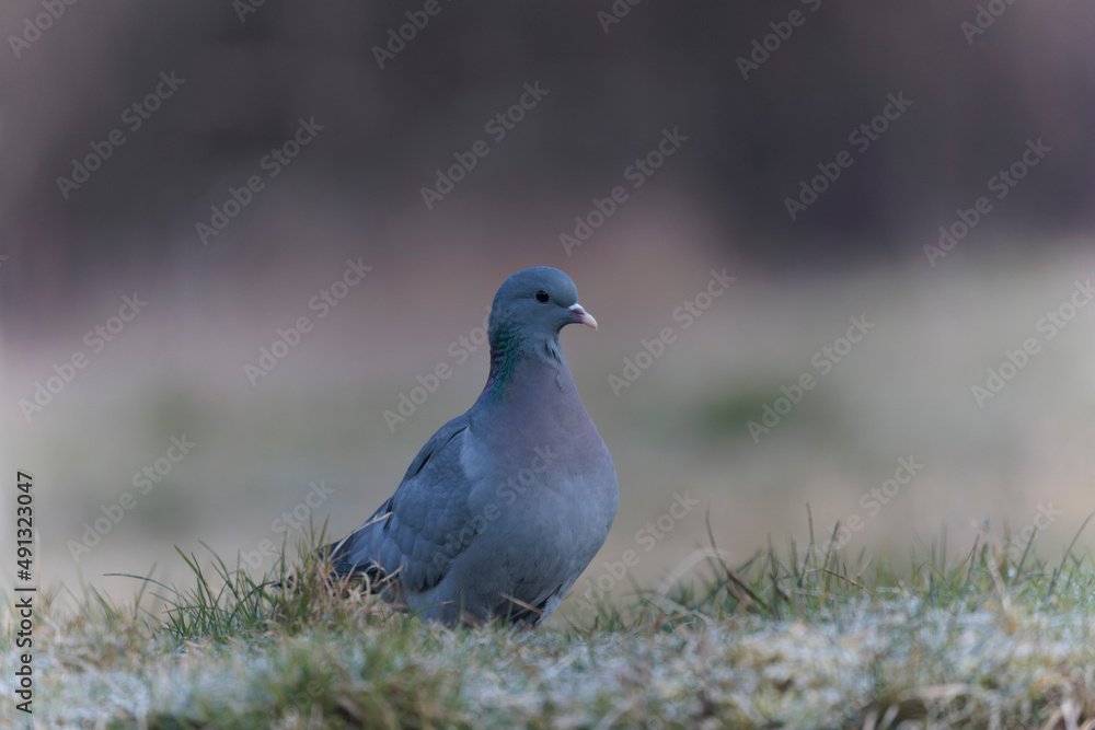 Columba oenas Stock Dove in close view on ground in frozen grass Columba oenas Stock Dove in close view on ground in frozen grass