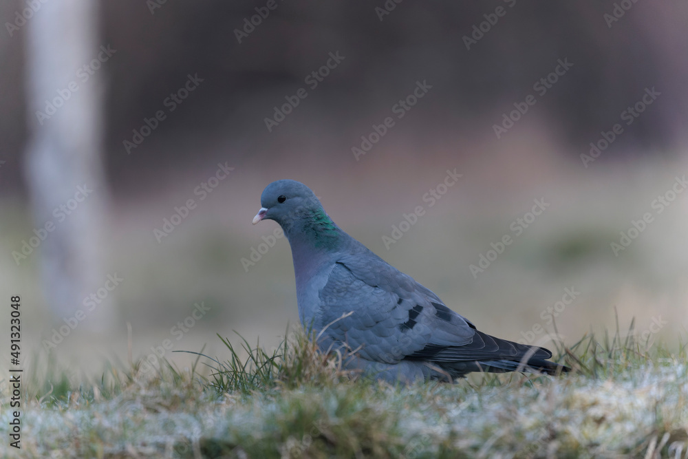 Columba oenas Stock Dove in close view on ground in frozen grass Columba oenas Stock Dove in close view on ground in frozen grass