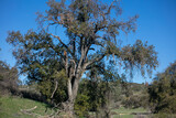 A Live Oak Tree in a California Hill Habitat