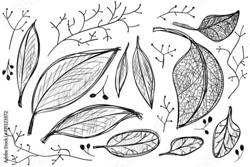 Sketch hatched leaves and twigs